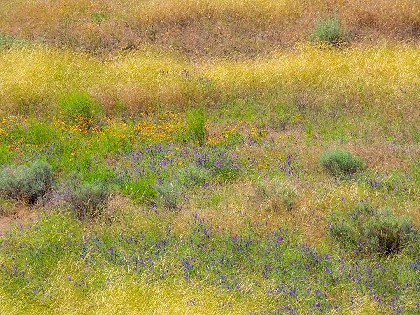 Gulin, Sylvia 아티스트의 USA-Washington State-Eastern Washington field of wildflowers near Winona작품입니다.